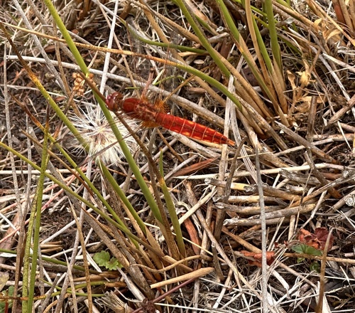 Broad Scarlet