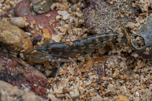 Alpheus edwardsii observed 2026-07-04