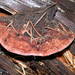 Fomitopsis cajanderi - Photo (c) Darvin DeShazer,  זכויות יוצרים חלקיות (CC BY-NC-SA)