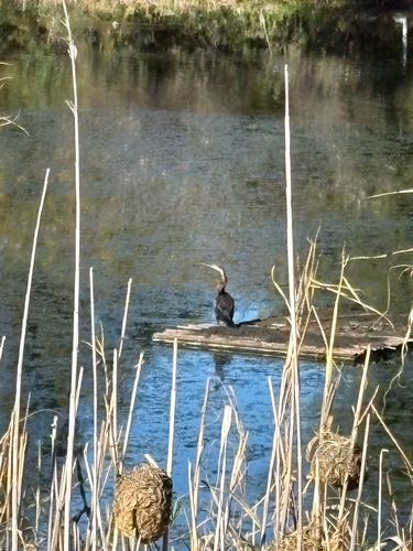 African Darter