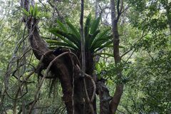 Asplenium australasicum