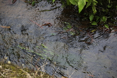 Potamogeton octandrus