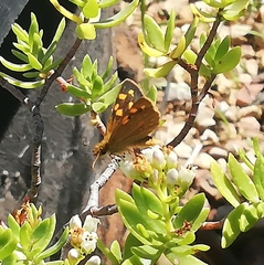 Metisella metis