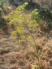 Opopanax chironium