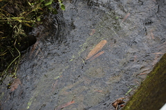 Potamogeton octandrus
