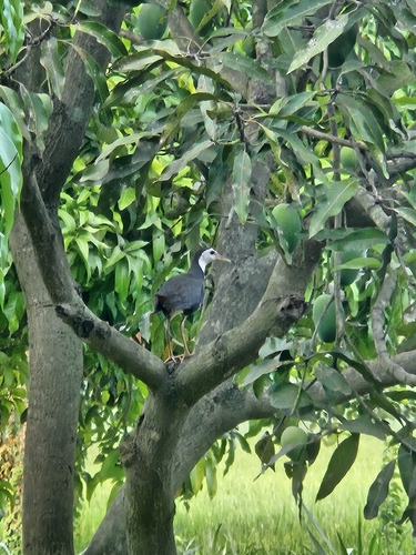 White-breasted Waterhen