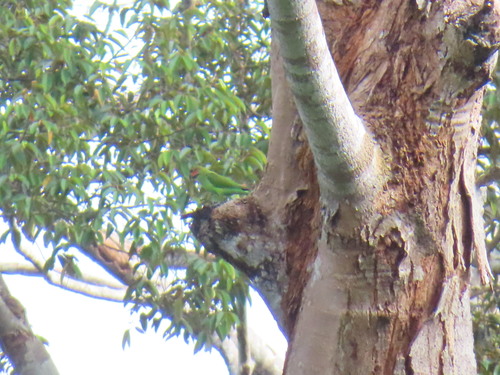 Long-tailed Parakeet