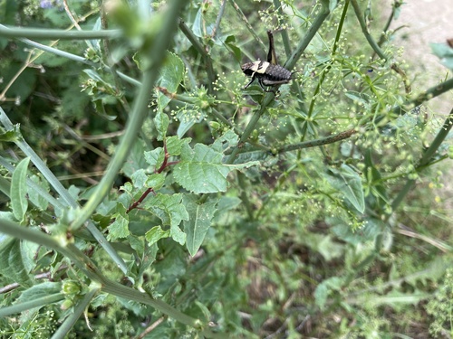 Alpine Dark Bush-cricket