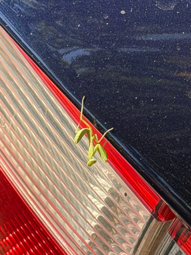 Transcaucasian Giant Mantis