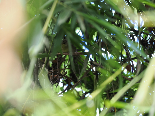 Malagasy Brush Warbler (Nesillas typica)