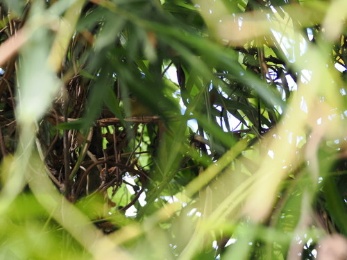 Malagasy Brush Warbler (Nesillas typica), photo 2