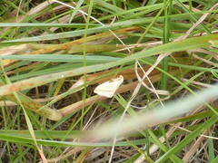 Rhodometra sacraria