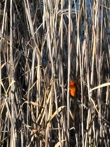 Southern Red Bishop