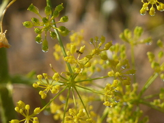 Opopanax chironium