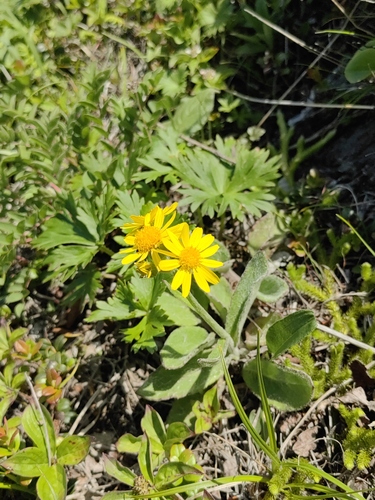 Tephroseris kawakamii iNat (2)