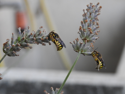 Florentine Woolcarder Bee