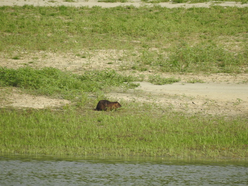 Coypu