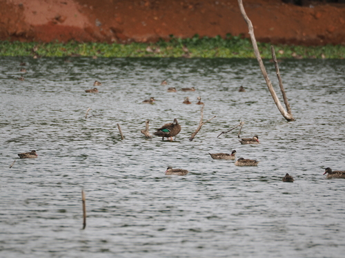 Meller's Duck (Anas melleri), photo 2