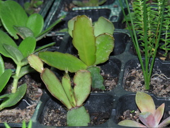Rhipsalidopsis gaertneri