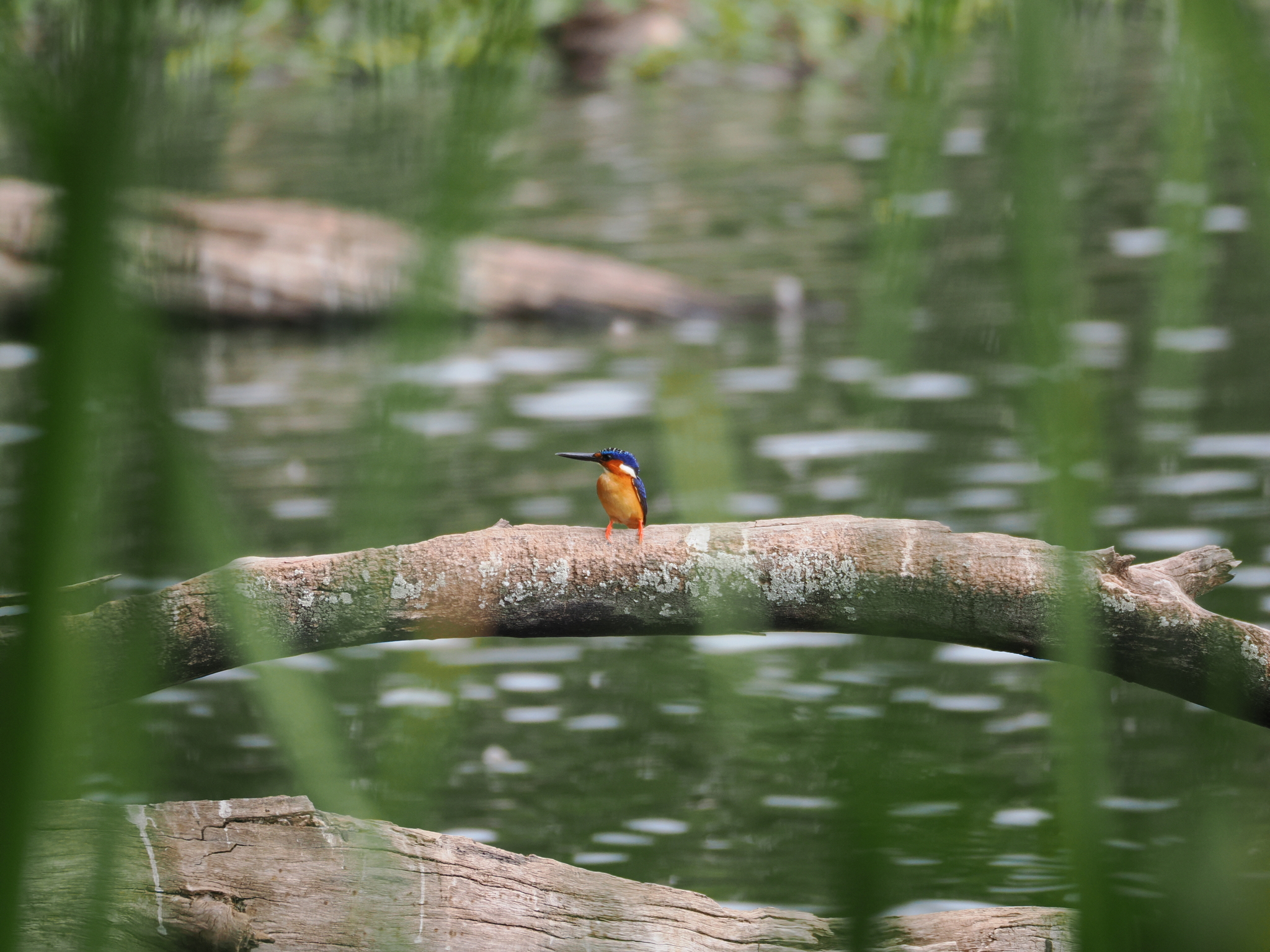 Malagasy Kingfisher (Corythornis vintsioides), photo 4