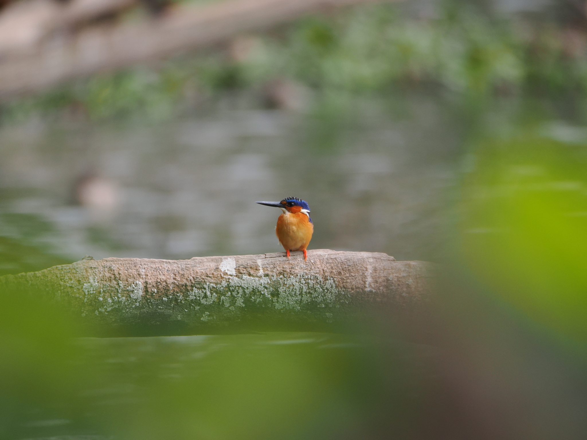 Malagasy Kingfisher (Corythornis vintsioides), photo 5