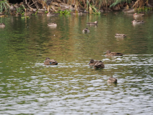 Meller's Duck (Anas melleri)