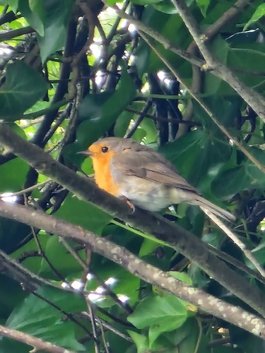 European Robin