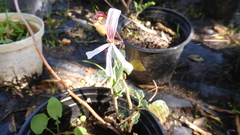Pelargonium acetosum