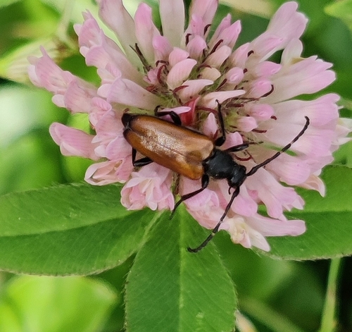 Paracorymbia maculicornis