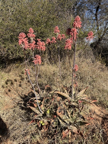 Aloe greatheadii