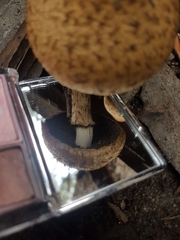 Lacrymaria asperospora