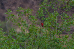 Carpodacus sipahi