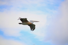 Pelecanus philippensis