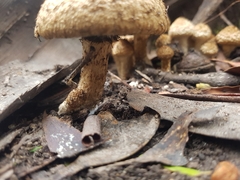 Lacrymaria asperospora