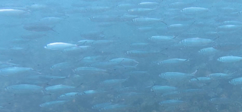 Madeiran Sardinella