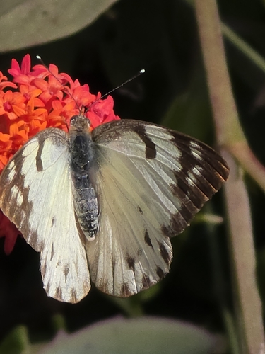 Eastern Pointed Caper White
