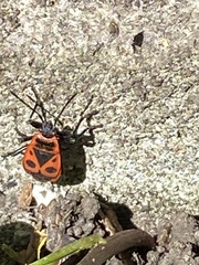 Pyrrhocoris apterus