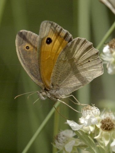 Meadow Brown