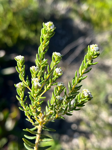 Phylica ericoides