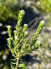 Phylica ericoides, photograph (c) Dave U, some rights reserved (CC BY-SA)