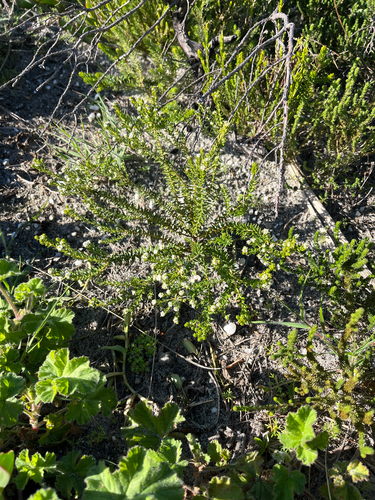 Phylica ericoides, photograph 2