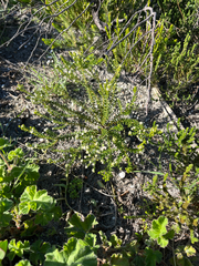 Phylica ericoides, photograph (c) Dave U, some rights reserved (CC BY-SA)