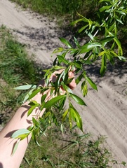 Salix acutifolia, photograph (c) Мирослав Соболев, some rights reserved (CC BY)