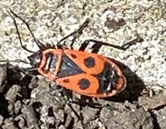 Pyrrhocoris apterus