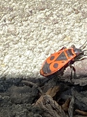 Pyrrhocoris apterus