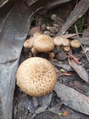 Lacrymaria asperospora