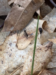 Camponotus pennsylvanicus