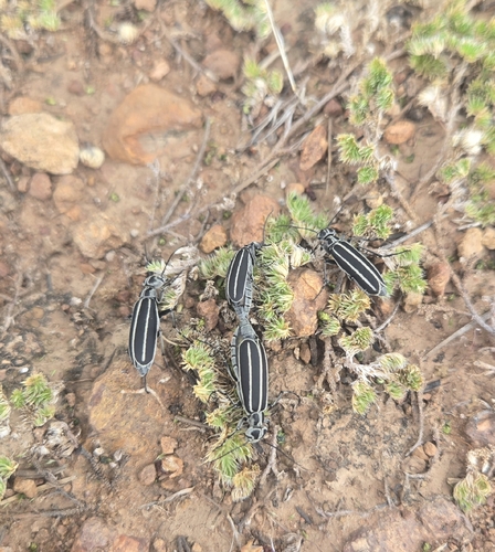 Black-striped Blister Beetle