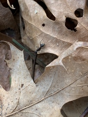 Camponotus pennsylvanicus