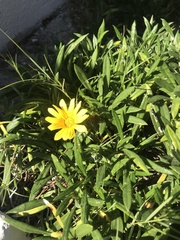 Gazania × splendens